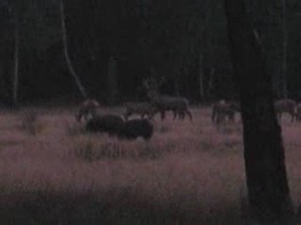 le brame du cerf