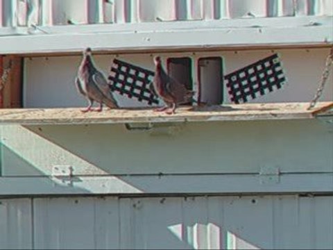 Pigeon Pal's Daily Racing Club News 62 Great Results!