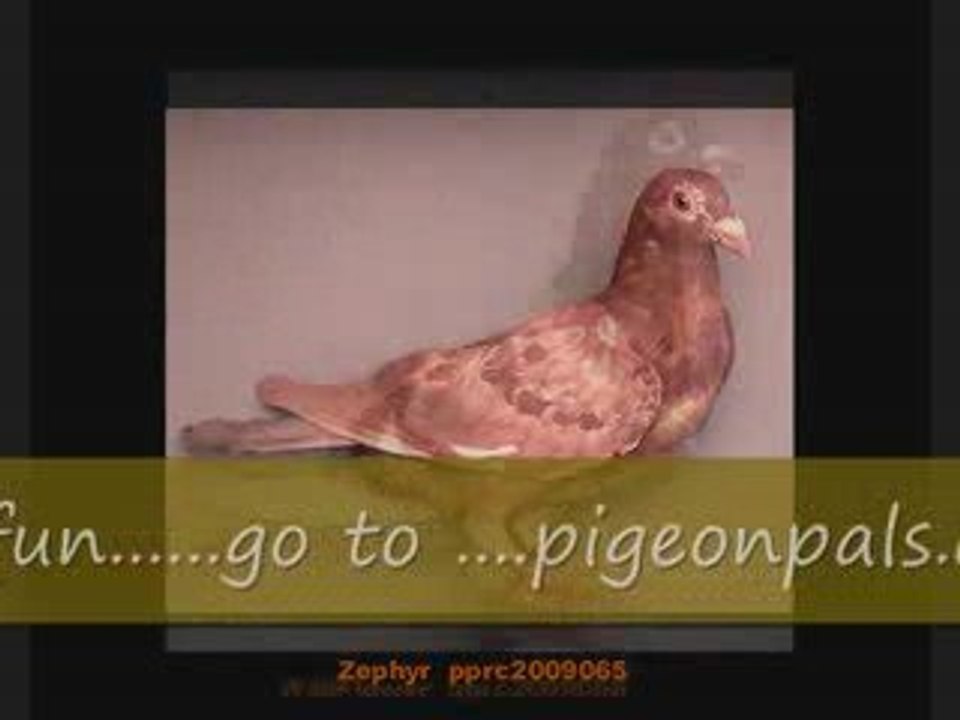 Pigeon Pal's Daily Racing Club News 63 New Racer's Catalog