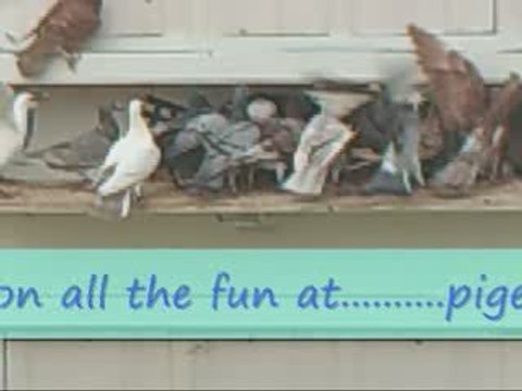 Pigeon Pal's Daily Racing Club News 64 Pigeon Race Results