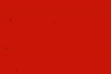 Guillaume Bottazzi- Birds /Oiseaux