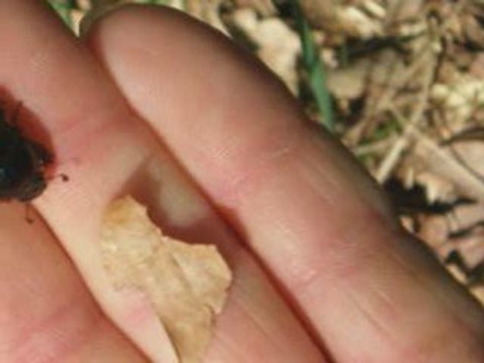 les insectes