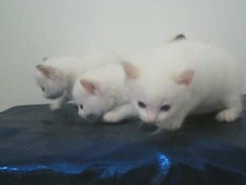 bébés Divine Coquine des Collonges le 21 /09/2009