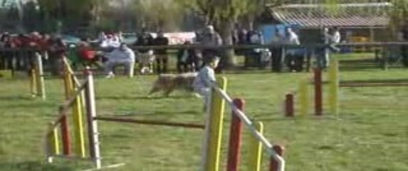 Lucas & Marwinn Agility Miramas 18.03.07