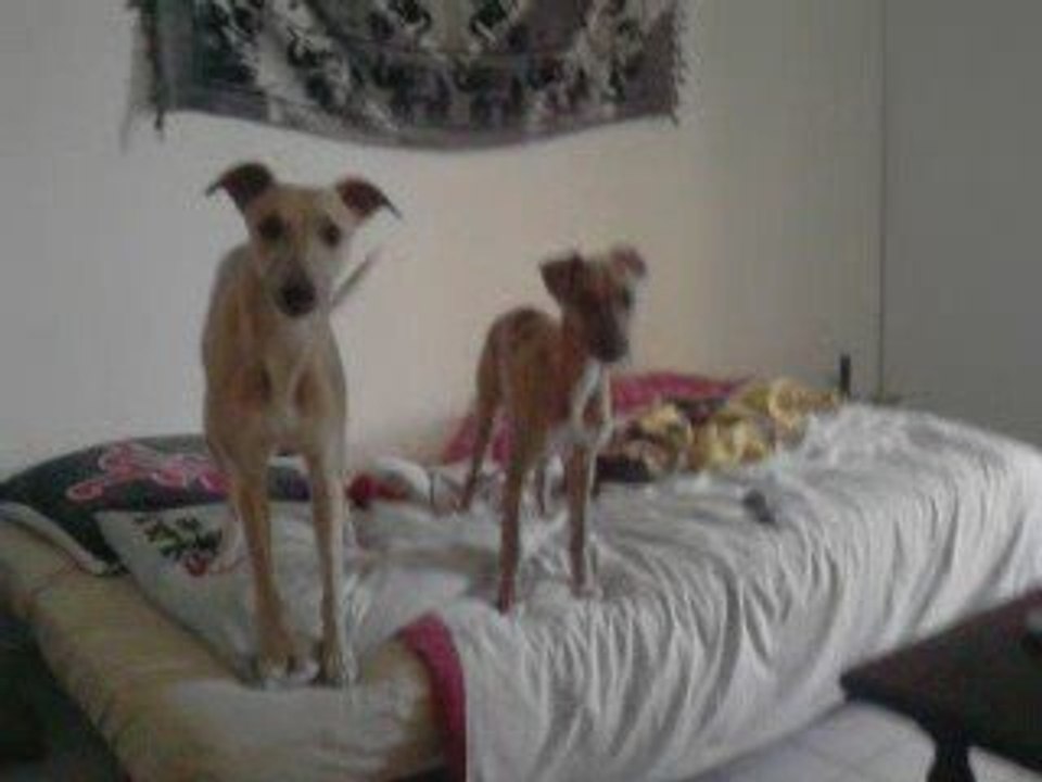 jeux dakar et elixir