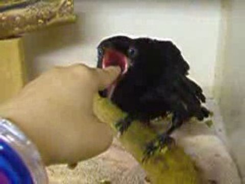 Corbeau om nom nom - Spi0n.com