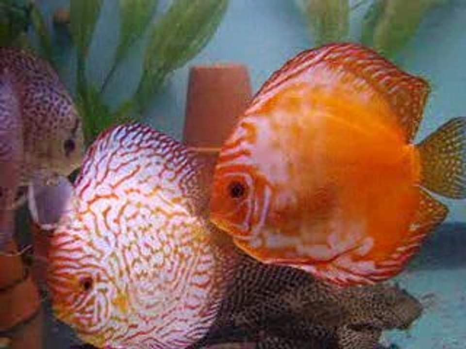 discus malaisie arrivage 22/09/2009