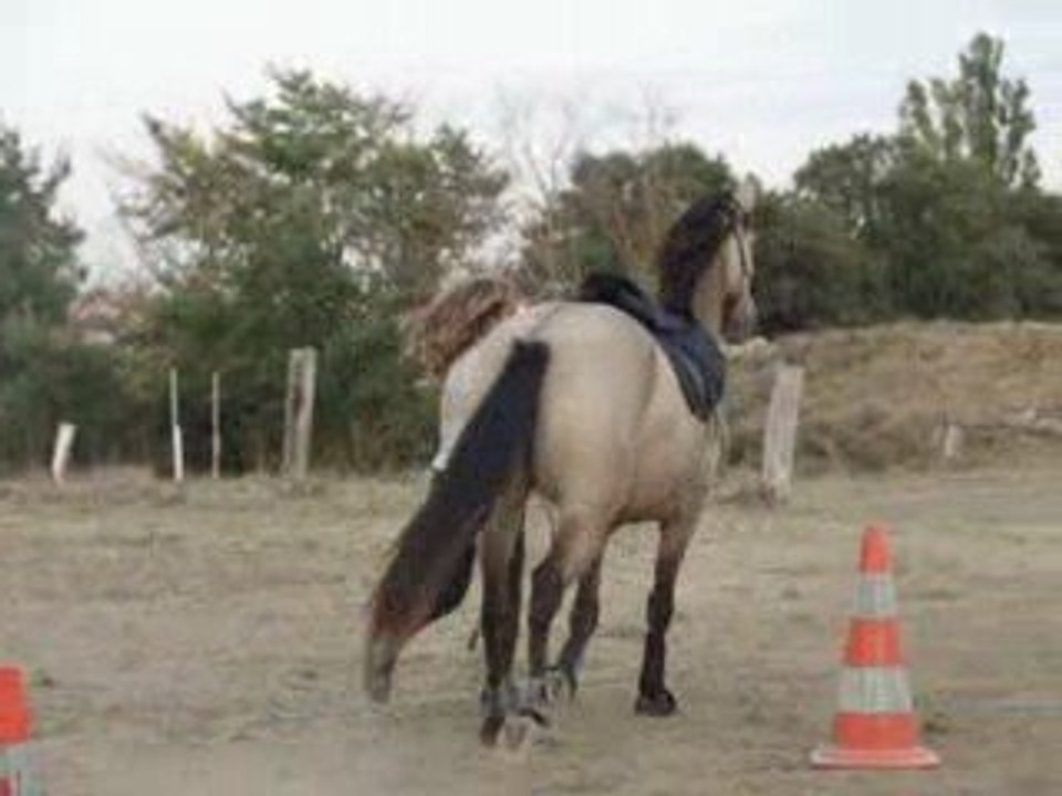 Sublime slalom pas de côté au trot