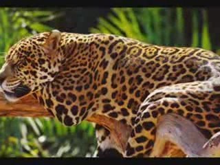 Les félins du monde