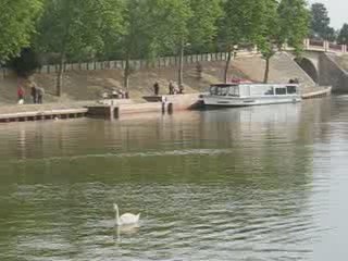Sucé sur Erdre : cygnes