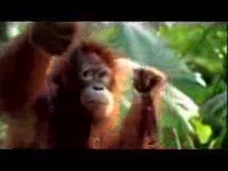 Quien es mas inteligente- Visa - More AdWords