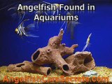 What is Freshwater Angelfish?