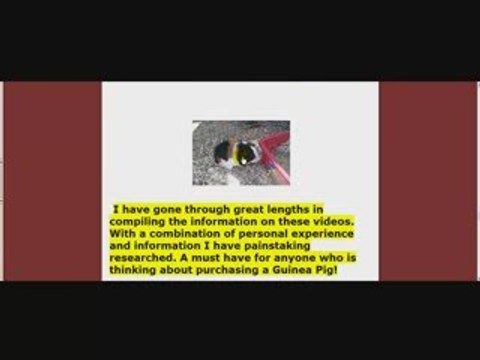 Caring For Guinea Pigs