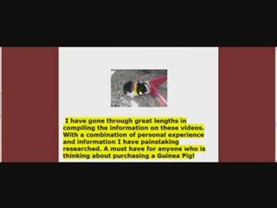 Caring For Guinea Pigs