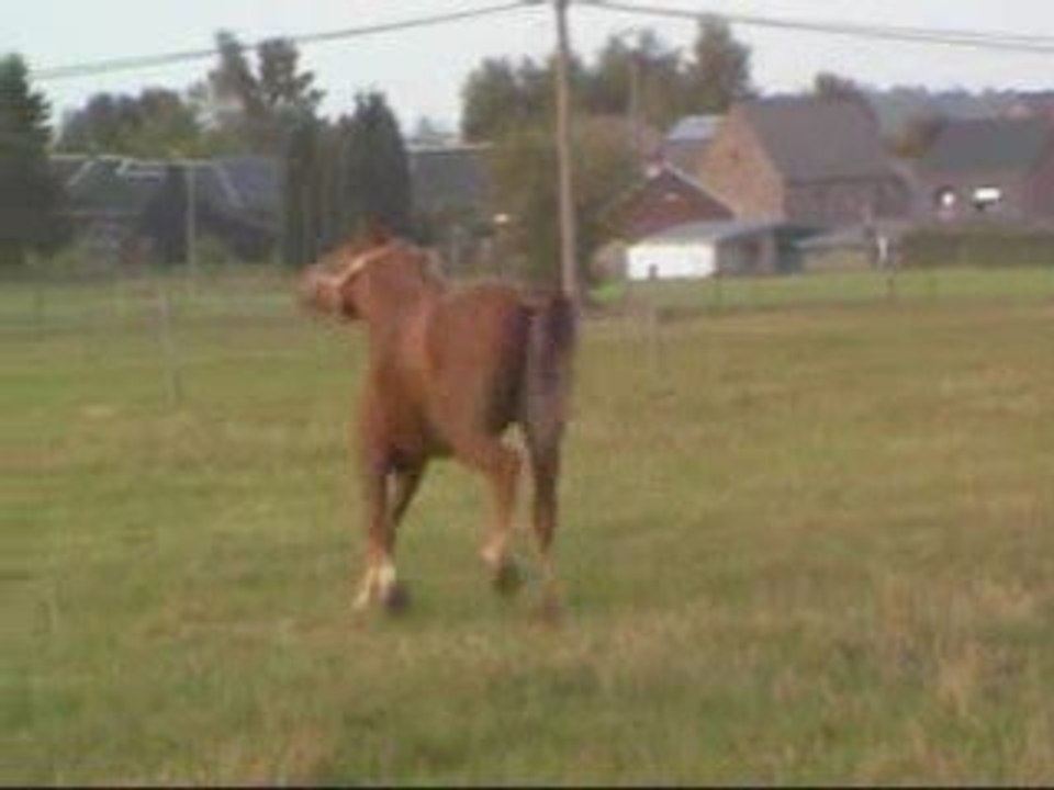 chevaux liberté sept 2009
