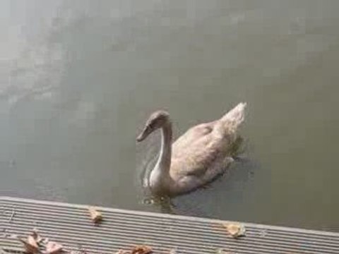 Sucé sur Erdre : cygne & canards