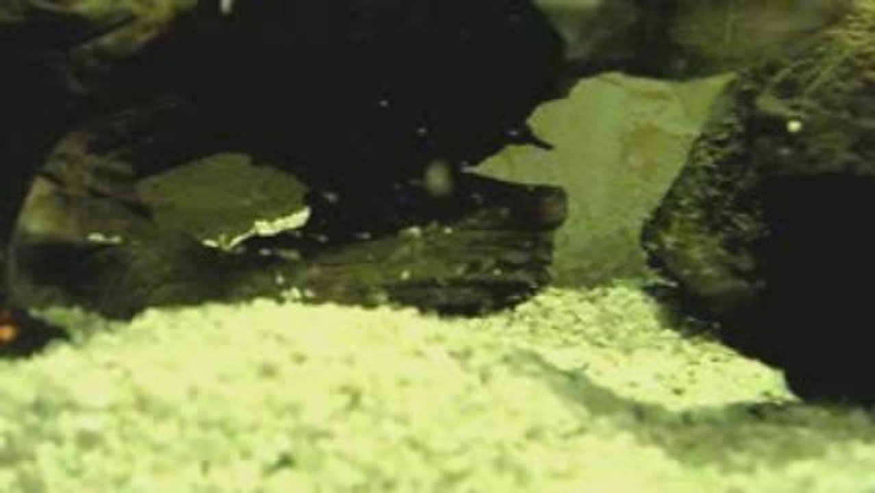 alevins cisclasoma octofaciatum