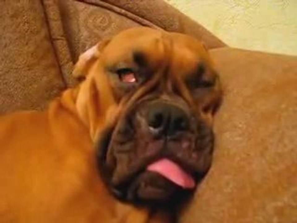 bu köpek tam yetenek