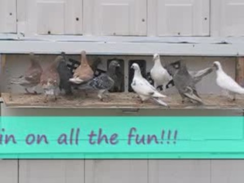 Pigeon Pal's Daily Racing Club News 68 Rock The Finish