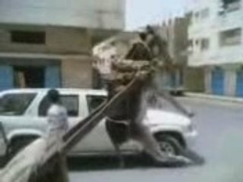 HAYVAN DİYE BU KADARIDA YAPILMAZKİ