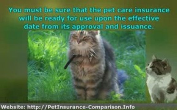 Tips to Doing a Pet Insurance Comparison