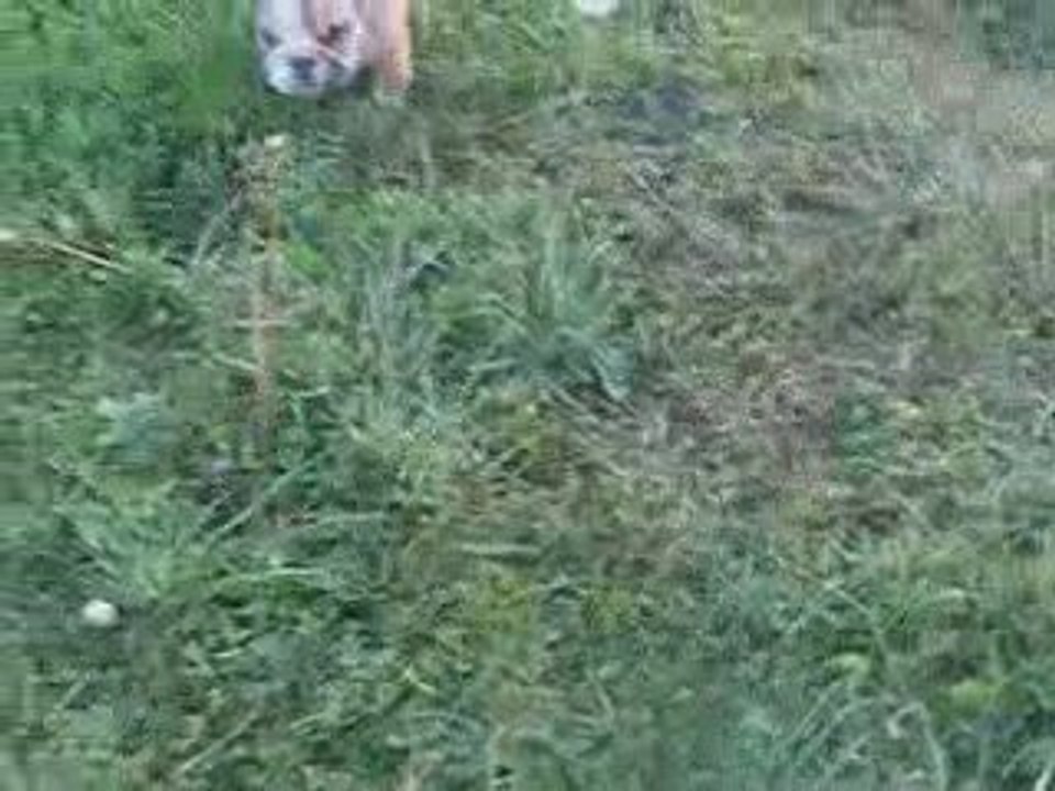bebe chiots