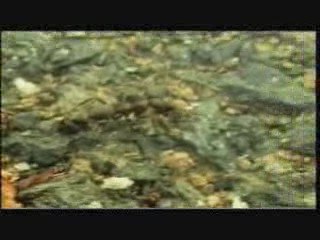 Molly et John inedite de Courlcoucou 1991