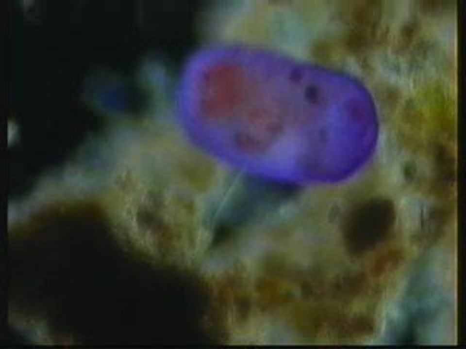 FRONTONIA CLIATE DRAK