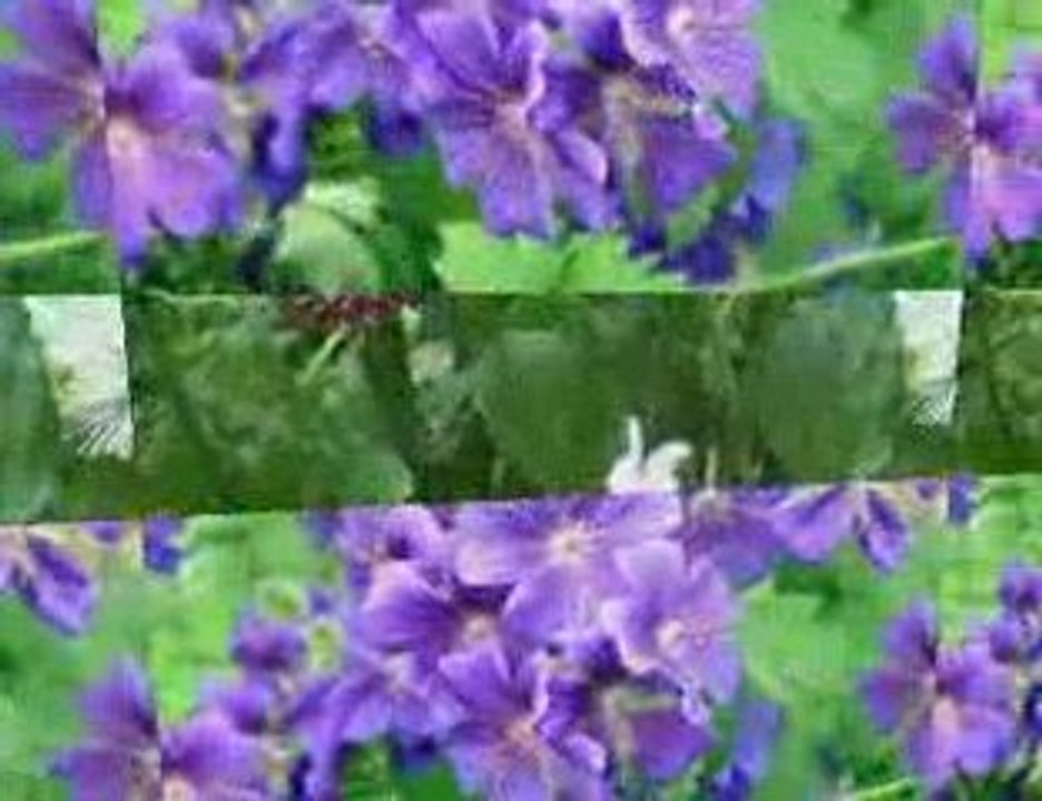 melih kibar mesaj by kaya