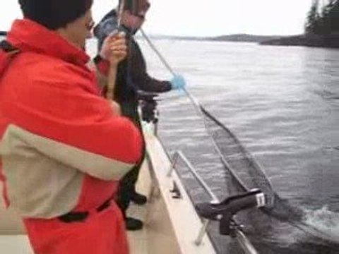 Sea lion steals guy’s fish