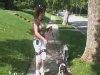 Dog lovers exercise for you whle walking your dog