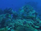 Coral reef on The Great Astrolabe, Kadavu, Fiji Islands