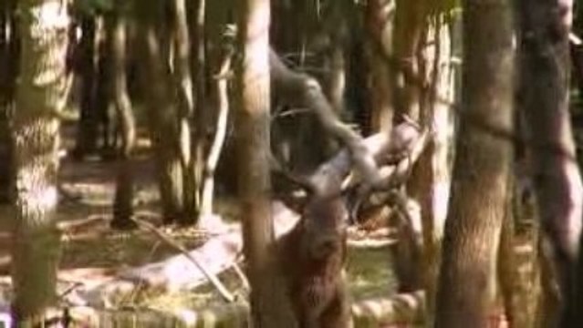 Les cerfs frottent leur bois contre les arbres