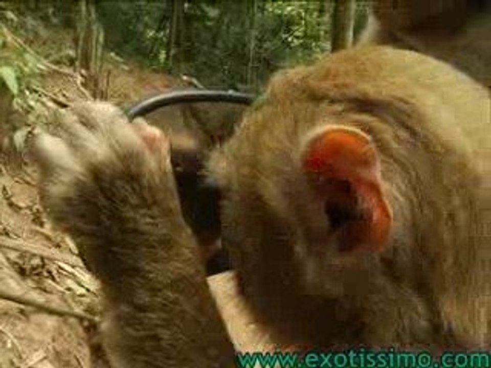 Laos Travel- Exotic Laos Wildlife