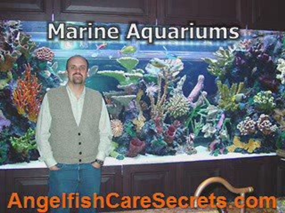 What Is Queen Angelfish?