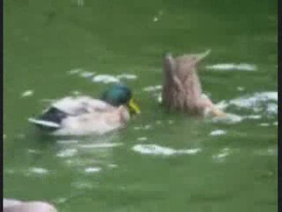 Danse des Canards