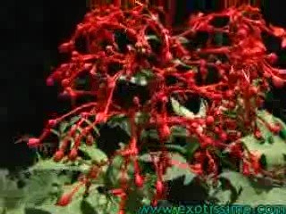 Laos Travel - The Jungle of Laos