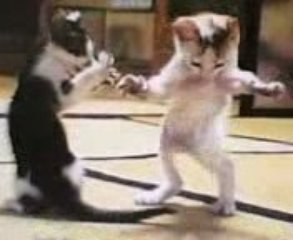chat qui danse  ‫قطة ترقص‬‎