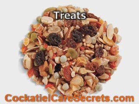 Cockatiel Talking - Helpful Tips For Easy Training