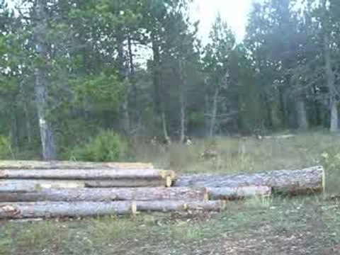 Quete beagles du ron de l'apio