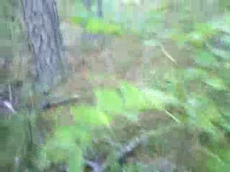 Quete 3 au "chaousset" avec les beagles du ron de l'apio