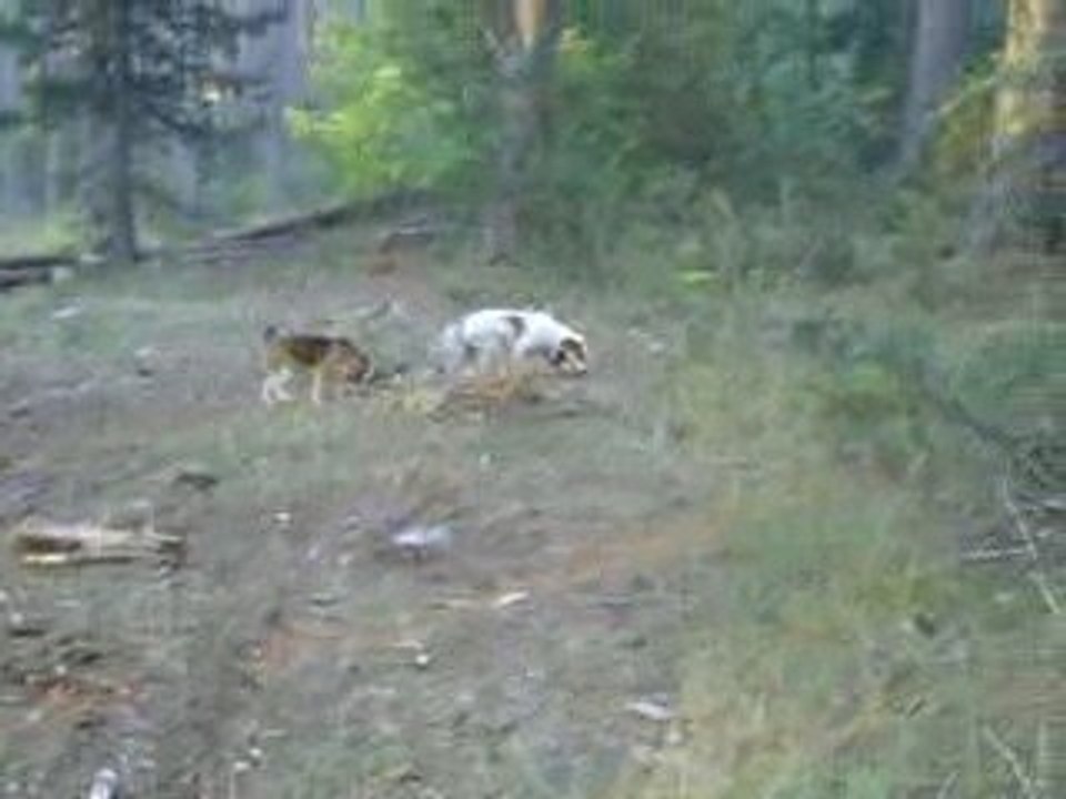 Chasse Beagles du Ron de l'Apio (quete, rapproché, pied ...)