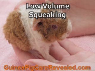 Guinea Pig Sounds - Recognize What Your Pet is Expressing