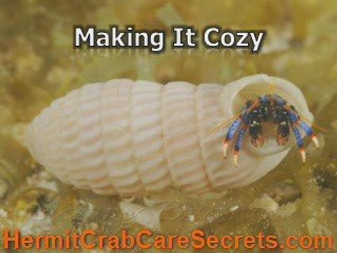 Pet Hermit Crab -Learn Healthy and Proper Pet Care