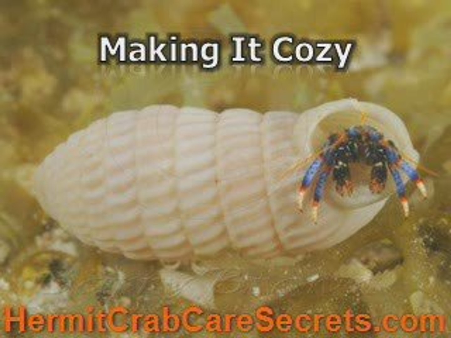 ⁣Pet Hermit Crab -Learn Healthy and Proper Pet Care
