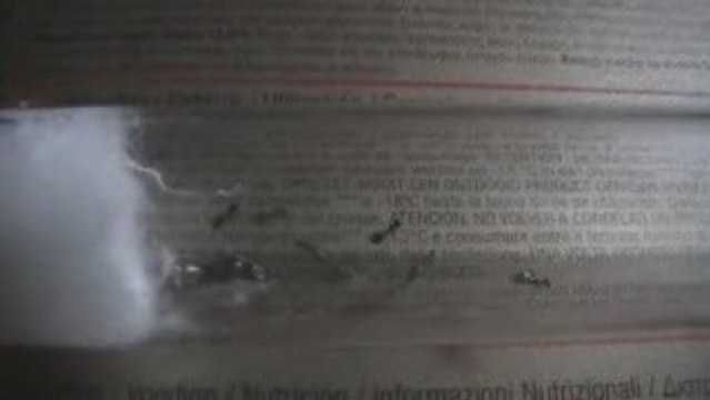 Lasius sp. noire - 23/09/09