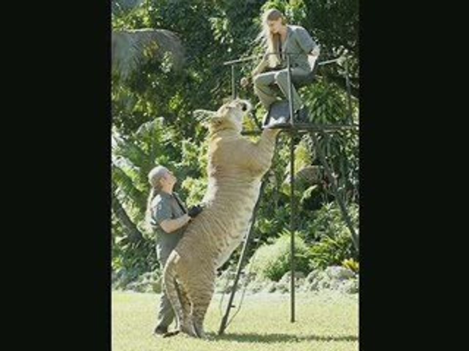 TIGRE GEANT