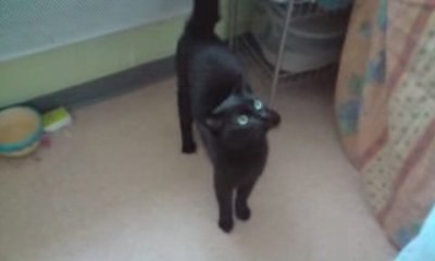 Un chat fou ...de paté !!!