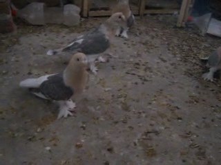 Ömer Yener Miski Kaplama Memati