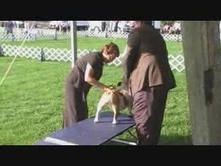 Bulldog Breed Judging at Berks KC Sep 08